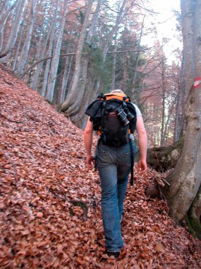 Yazın açık hava aktiviteleri, Alplerin ormanlarında yürüyüş.