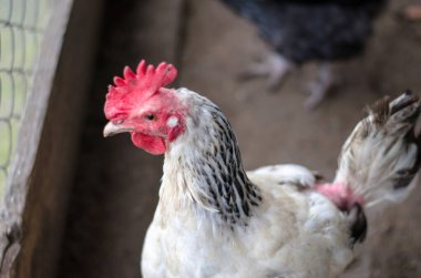 Yumurta taşımak için yetiştirilmiş kümes hayvanları.