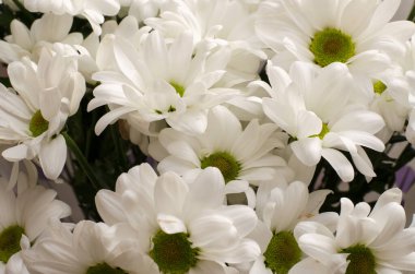 Beyaz papatyalardan bir buket çiçek. Çiçekli papatyalar. Çiçek saksısında beyaz papatyalar.