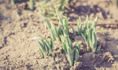 Kuru topraktan bir kardelen filizleniyor. İlk bahar çiçekleri. Bir sürü kar damlası..