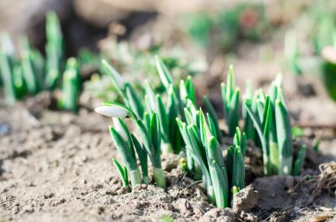 Kuru topraktan bir kardelen filizleniyor. İlk bahar çiçekleri. Bir sürü kar damlası..