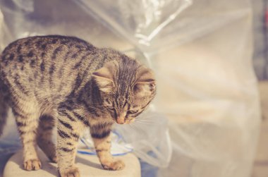 Küçük çizgili kedi yavrusu güneşli bir günde dışarıda oynar.