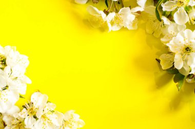 Sarı arka planda çiçekler, mesajınız için yer var. Kiraz çiçekleri. Kağıt arkaplanda kiraz ağacı çiçekleri