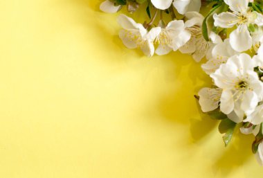 Sarı arka planda çiçekler, mesajınız için yer var. Kiraz çiçekleri. Kağıt arkaplanda kiraz ağacı çiçekleri