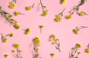 Pembe arka planda bir sürü kır çiçeği var. Sarı kır çiçekleri. Çiçek arka planı.