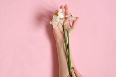 Nergisler genç bir kızın kollarında yatar. Pembe kağıtta çiçekli eller. Beyaz nergisler hazır..