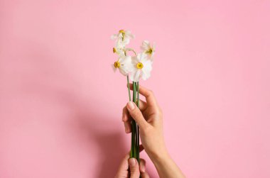 Genç bir kızın elindeki nergisler gibi. Pembe kağıtta çiçekli eller. Beyaz nergisler ellerinde..