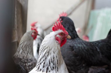 Tavuk çiftliğindeki bir tavuğun yakın plan fotoğrafı. Tavuk, kameraya bakıyor. Beyaz Tavuk