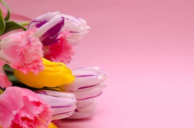 Çiçek arkaplan. Pembe arka planda bir buket lale. Çiçekler solda. Metnin için doğru yer.