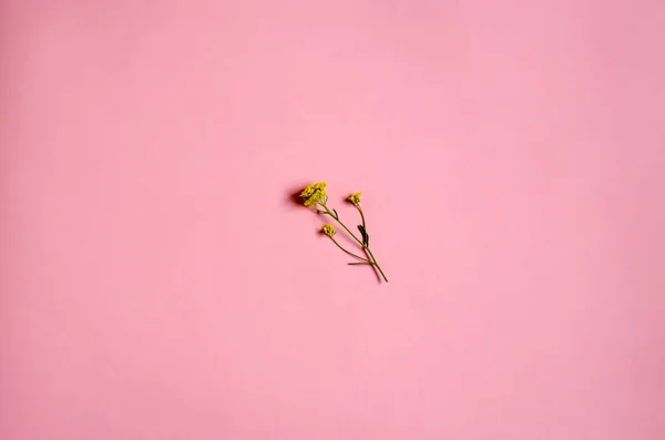 A small flower in the center of the photo. Minimalism. Flower on a pink background.