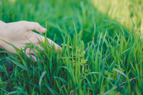 美しい緑の草 子供の手が草に触れる — ストック写真