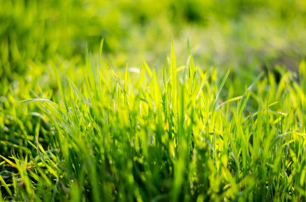 Hermosa Hierba Verde Brillante Los Rayos Del Sol Iluminan Hierba — Foto de Stock