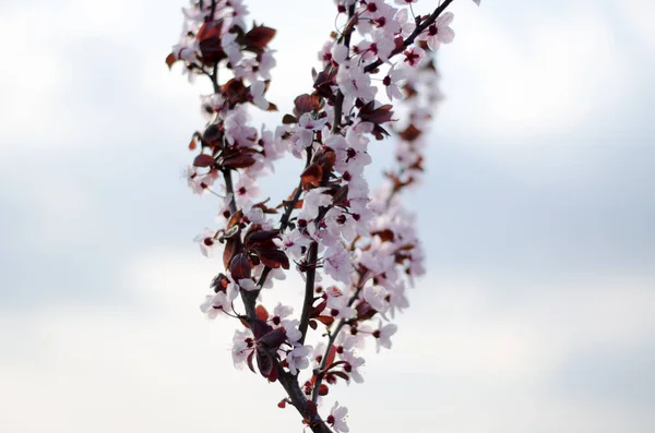 ミラベルの木 赤いミラベルが咲いている 果実木の赤い葉とピンクの花 — ストック写真