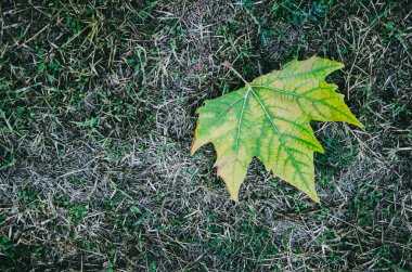 Çimenlerin üzerinde yeşil-sarı bir ağaç yaprağı