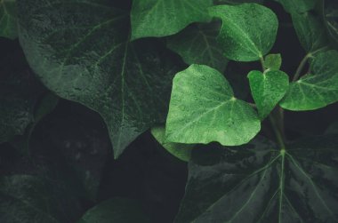 Sarmaşık yapraklarının geçmişi. Ağdan karanlığa yeşilin gölgeleri. Doğal arkaplan