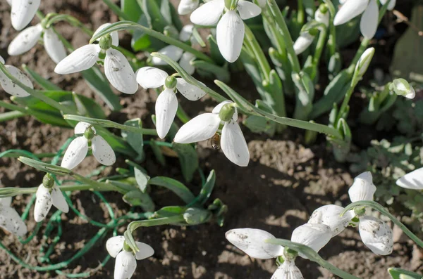 The first spring flower. The first bee sat on a snowdrop