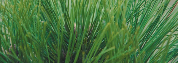 Green Pine Needles Macro Background Texture — Stock Photo, Image