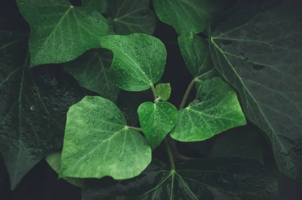 Antecedentes Hojas Hiedra Tonos Verde Red Oscuridad Fondo Natural — Foto de Stock