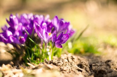 İlk bahar çiçekleri. Crocus 'lar mordur. Bir buket krokoz.