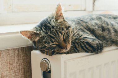 Çizgili kedi yavrusu pencerenin yanındaki radyatörde uyur.