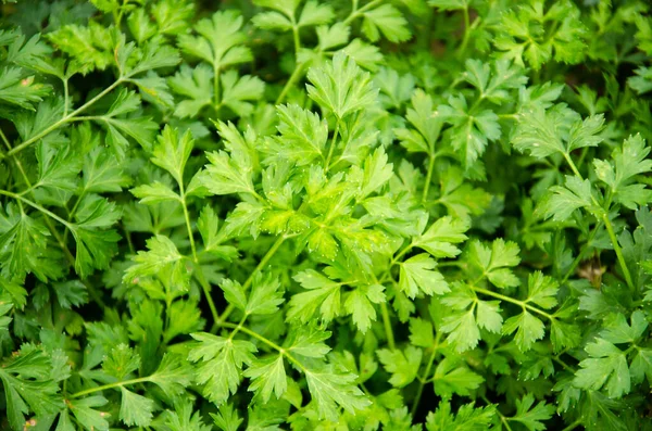 Rametti Prezzemolo Verde Che Crescono Proprio Sul Letto — Foto Stock