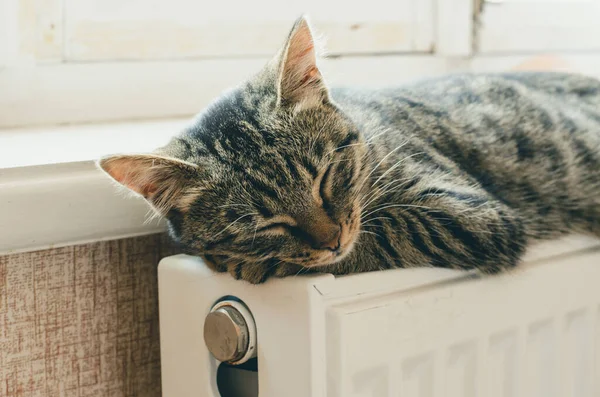 Çizgili kedi yavrusu pencerenin yanındaki radyatörde uyur.