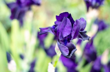 Doğanın arka planında mor iris yakın plan..