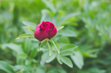Yeşil yapraklı arkaplanda şakayık tomurcuğu. Güzel doğal arkaplan.