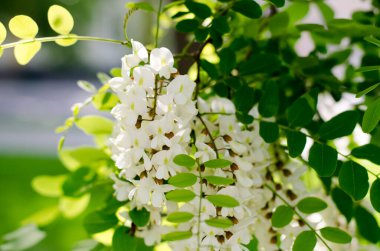 Açan Akasya. Akasya 'nın beyaz çiçekleri. Güneş akasya şişkinliğinde parlıyor.