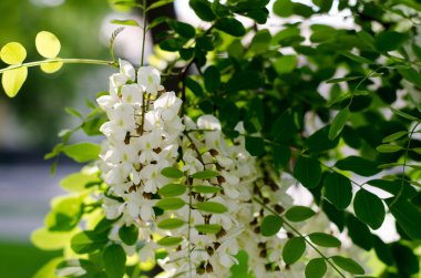 Açan Akasya. Akasya 'nın beyaz çiçekleri. Güneş akasya şişkinliğinde parlıyor.