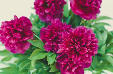 Mor şakayık buketi yakın plan. Romantik tatiller için bahar kartı.