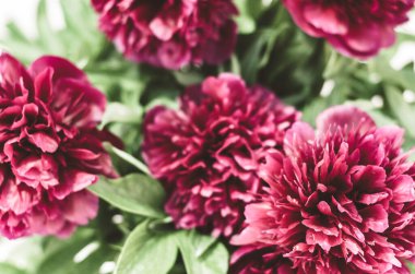 Çiçek arkaplan. Kırmızı şakayık buketi. Seçici odaklanma. Bahar ve yaz arkaplanı. Doğal arkaplan