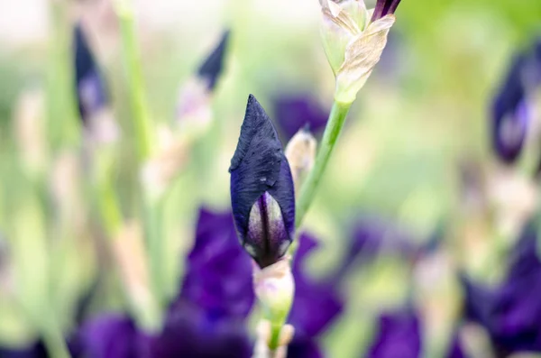 A bud of a dark purple Iris flower. iris close-up. Floral background.