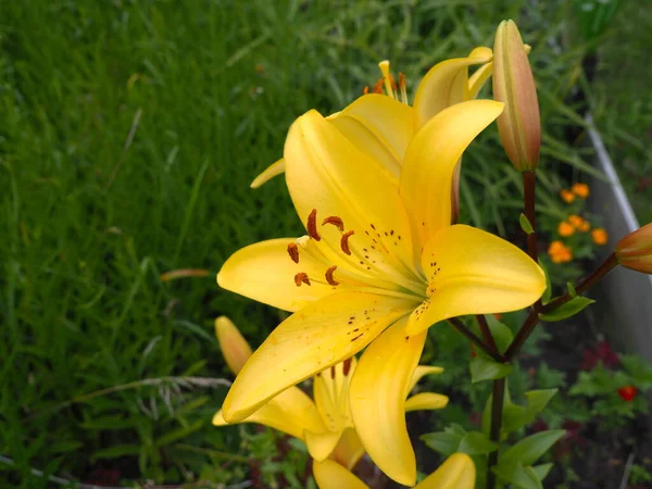 Beautiful Yellow Lilies Bloom Garden — Stock Photo, Image
