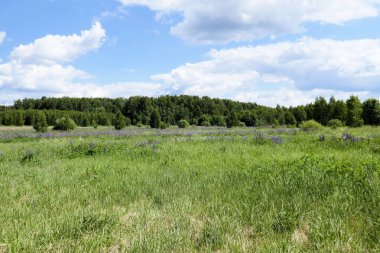 Fazla büyümüş yeşil tarla ve orman. Rusya
