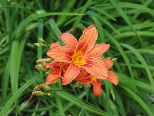 Lily Florece Jardín Día Soleado Brillante —  Fotos de Stock