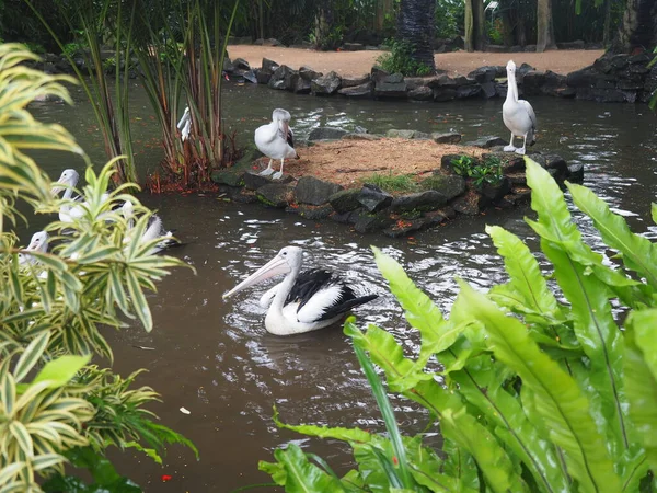 Pelicans swim in a lake in the rainforest. Bird garden in Bali