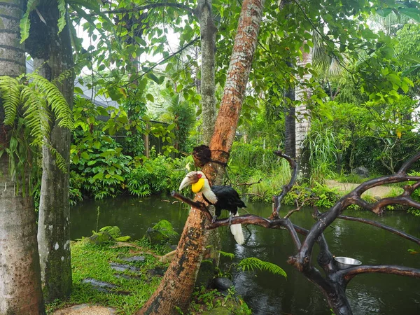 Toucan Κάθεται Ένα Κλαδί Ένα Τροπικό Δάσος Εικόνα Αρχείου