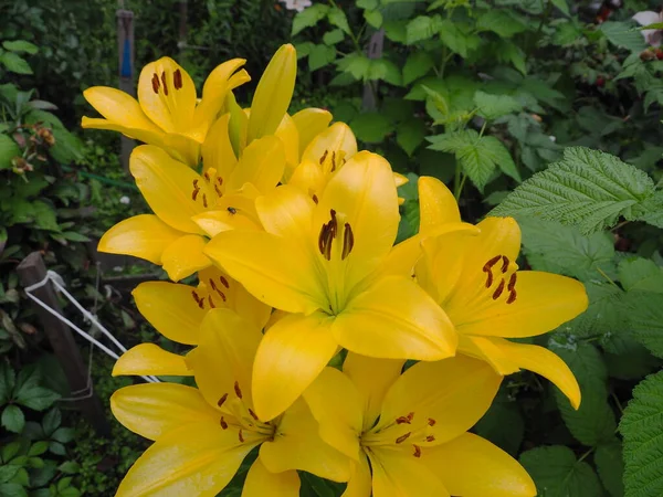 Beautiful Yellow Lilies Bloom Garden — Stock Photo, Image