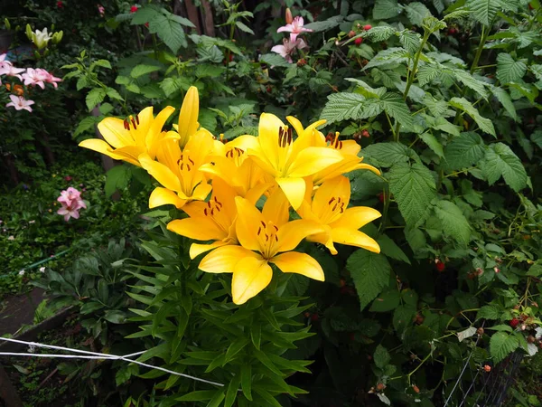 Flor Lirio Amarillo Creciendo Jardín Verano —  Fotos de Stock