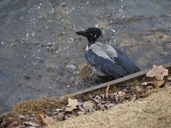 Crow Badade Damm Grumlig Vårdag — Stockfoto