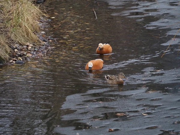 Trois Canards Rouges Gris Nagent Sur Étang — Photo