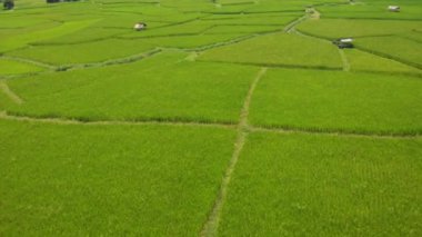 4k Hava Aracı, yeşil tarım pirinç tarlası, Asya Pasifik çeltik tarlası, dikdörtgen desenli bahçe, açık hava, bulutlu gökyüzü ve dağ, hasat günü, pirinç endüstrisi, çiftçi ve sosyal çevre