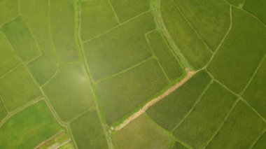 4k Drone yavaş yavaş yana yatıyor, yeşil tarımsal pirinç tarlası, güney doğu Asya, çalı ağacı, Tayland desenli bahçe ekimi, açık hava ekimi, Asya tarımı, bahçe biçimi, güneşli gün, pirinç endüstrisi 