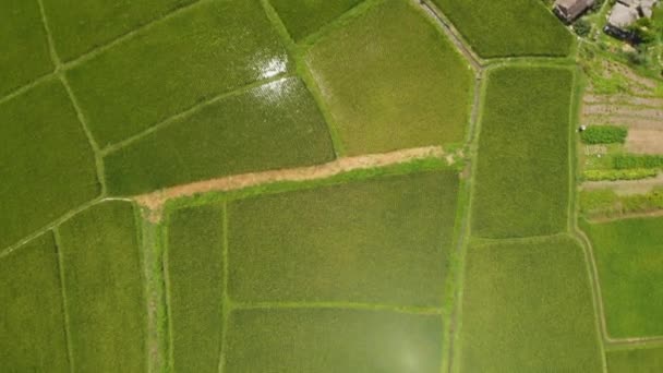 Drohnenschuss Kippt Langsam Grüne Landwirtschaft Reisfeld Südostasien Buschbaum Thailand Muster — Stockvideo