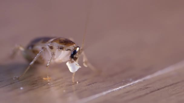 Extrema Disparo Cerca Cucaracha Marrón Comer Pequeño Pedazo Comida Sobrante — Vídeos de Stock