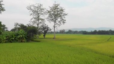 4k Aerial Drone çekimi, yeşil tarımsal pirinç terası, kırsal çayır manzarası, Asya, pirinç tarımı, ağaç kırsal bölgesi, güneşli gün, tropikal hava, Tayland