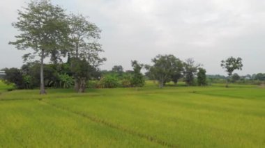 4k Aerial Drone çekimi, yeşil tarımsal pirinç terası, kırsal çayır manzarası, Asya, pirinç tarımı, ağaç kırsal bölgesi, güneşli gün, tropikal hava, Tayland