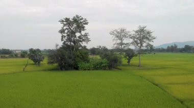 4k Aerial Drone çekimi, yeşil tarımsal pirinç terası, kırsal çayır manzarası, Asya, pirinç tarımı, ağaç kırsal bölgesi, güneşli gün, tropikal hava, Tayland
