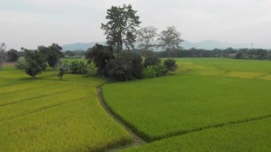 Asyalı erkek, karton kutuları açıyor, evdeki gri koltukta, posta alıcısı küçük karton paketleri açıyor, covid-19 krizi, paket teslimatı, paketlerin açılması, posta endüstrisi